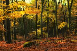 Autumn forest sur Rigo Meens