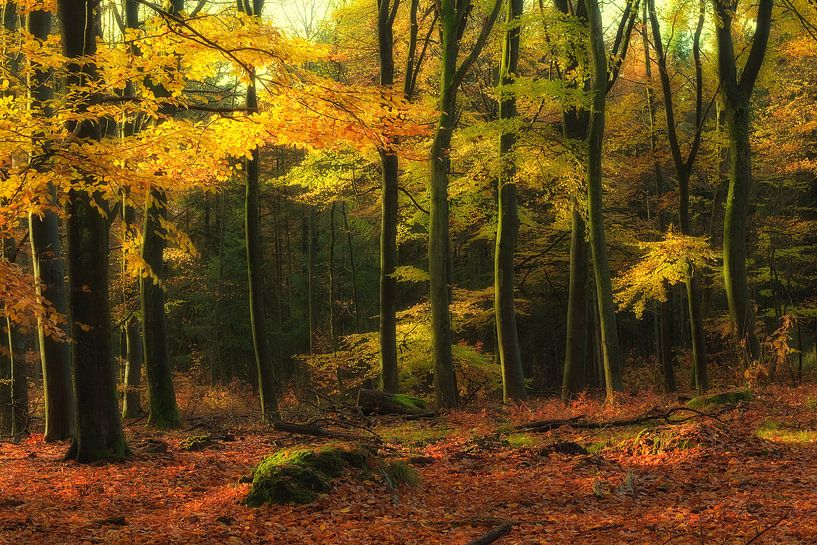 Herbst im Wald von Rigo Meens