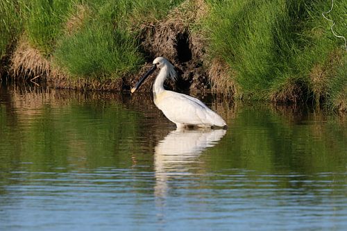 Lepelaar (Platalea leucorodia) Texel Holland