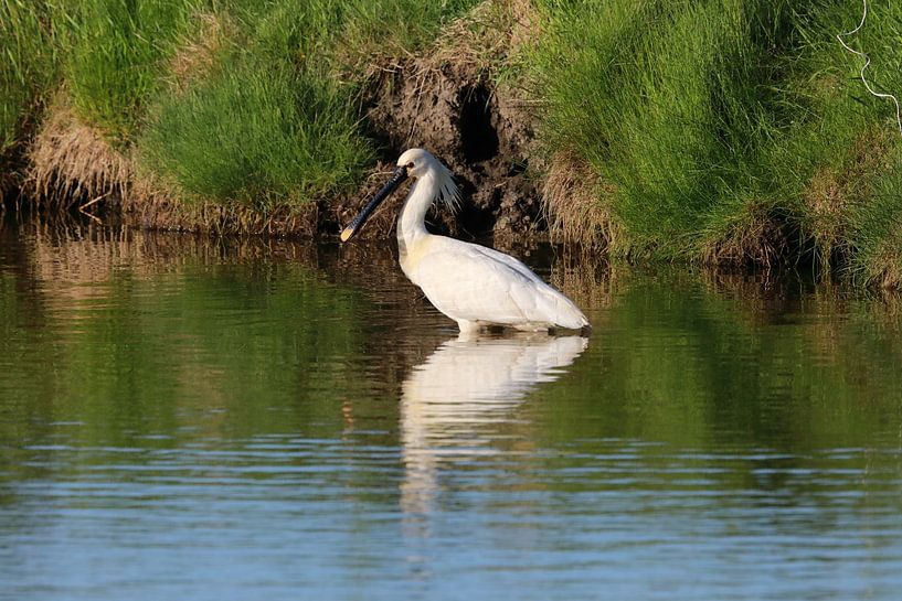 Spoonbill (Platalea leucorodia) Texel Holland by Frank Fichtmüller