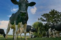 Cows