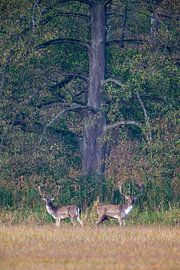 Fallow deer (Dama dama) by Dirk Rüter