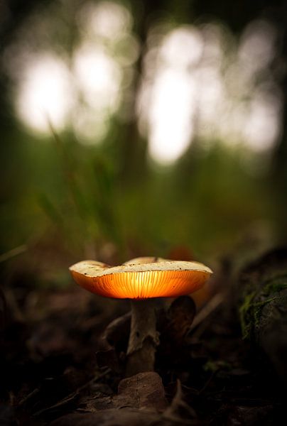 Champignon lumineux par Peter Deschepper