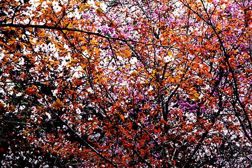 PRINTEMPS AU JAPON 3