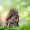 Rode eekhoorn van Elles Rijsdijk