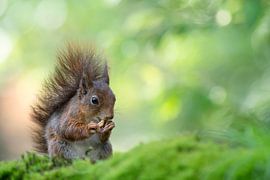 Écureuil rouge sur Elles Rijsdijk