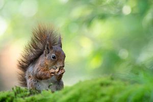 Rotes Eichhörnchen
