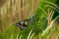 Vlinder Idea Leuconoe