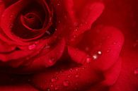 Rote Rose mit Tröpfchen von LHJB Photography Miniaturansicht