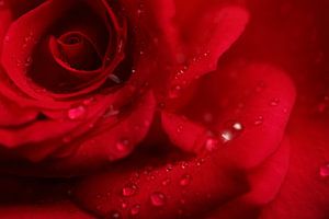 Red Rose with droplets van LHJB Photography