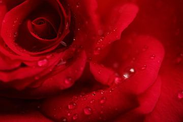 Red Rose with droplets von LHJB Photography