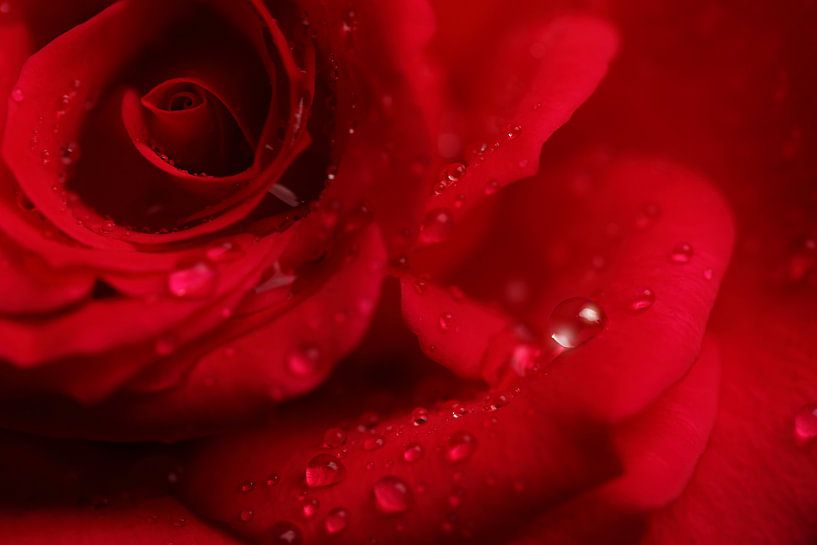 Rote Rose mit Tröpfchen von LHJB Photography