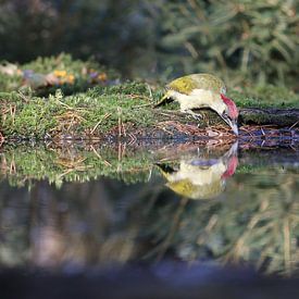 Groene specht bij het water. van Hans ter Elst