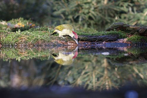 Groene specht bij het water.