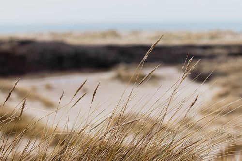 Dunes in the Westduinpark in Scheveningen