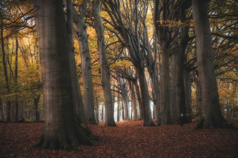 Forêt par Photo Wall Decoration