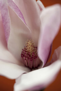 magnolie