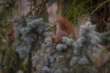 Squirrels on their way to breakfast by Sven Frech