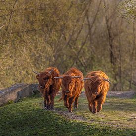 3 Highlanders in a row by Rob Bout