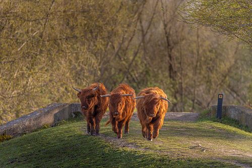 3 Highlander in einer Reihe