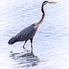 Blue heron wading in the sea by Christa Krus