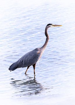 Blue heron wading in the sea by Christa Thieme-Krus