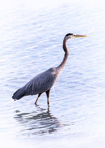 Blue heron wading in the sea