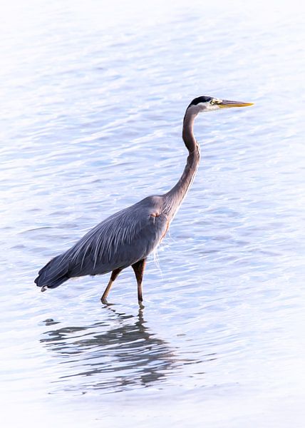 Blue heron wading in the sea by Christa Krus