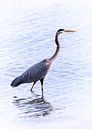 Blue heron wading in the sea by Christa Krus thumbnail