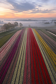 Fields of Color – Farbenfrohe Tulpenfelder bei Sonnenaufgang von Design Wall Arts