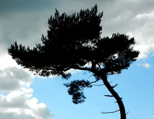 silhouet van spar 