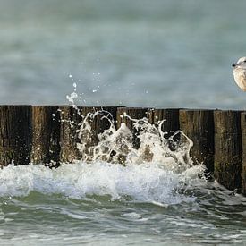 Goéland argenté sur des épis dans la mer Baltique sur Daniela Beyer