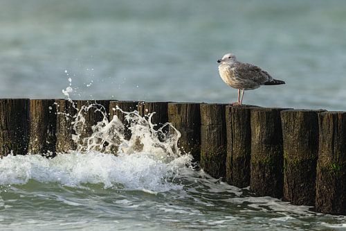 Silbermöwe auf Buhnen in der Ostsee von Daniela Beyer