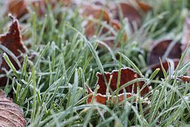 Grass in winter by Jelte versendaal
