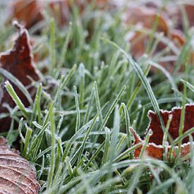 Gras im Winter von Jelte versendaal