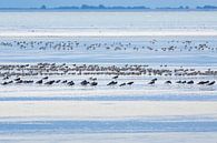 Vögel auf dem Wattenmeer bei Ebbe von Anja Brouwer Fotografie Miniaturansicht