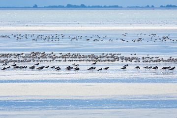 Les oiseaux dans les vasières à marée basse sur Anja Brouwer Fotografie