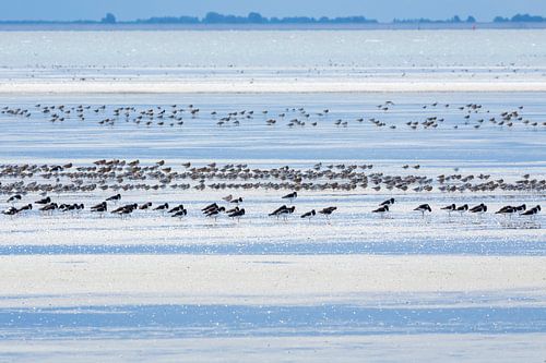 Vogels op het wad bij eb - Natuurlijk Ameland