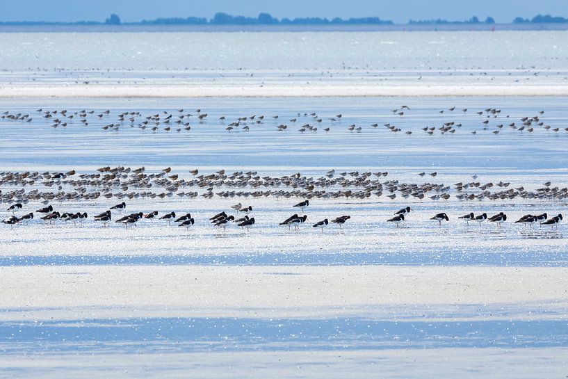Vögel auf dem Wattenmeer bei Ebbe von Anja Brouwer Fotografie