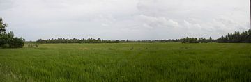 rijstveld pano sur Rony Coevoet