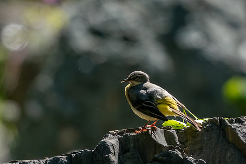 The River's Resident