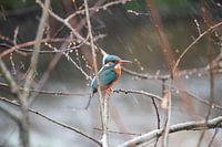 Kingfisher in the snow flurry
