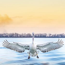 Landung von Hennie Zeij