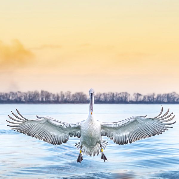 Landing by Hennie Zeij