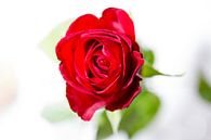 Rote Rose von Leon Weggelaar Miniaturansicht