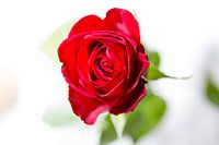 Red Rose