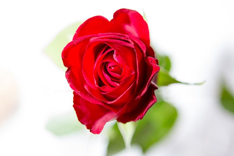 Rote Rose von Leon Weggelaar