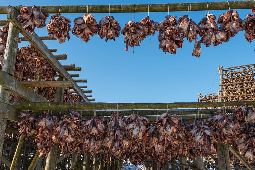 Têtes de poisson sur un support en bois traditionnel pour le séchage du poisson sur les îles Lofoten par Robert Ruidl