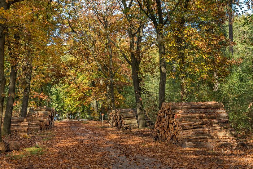 L'automne dans les bois par Rinus Lasschuyt Fotografie