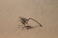 Ast im Sand